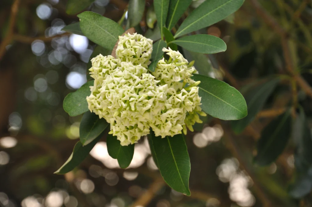 SaptaParni tree & Flower