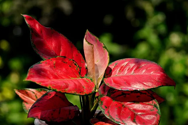 grow and care for Aglaonema plant