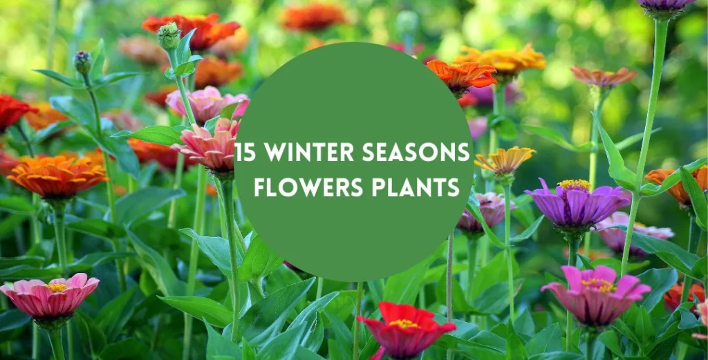 Winter Flowers Plant