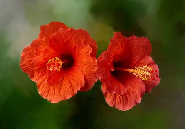 Hibiscus Plant : Best way to grow and care | ग़ुड़हल का पौधा कैसे लगाए