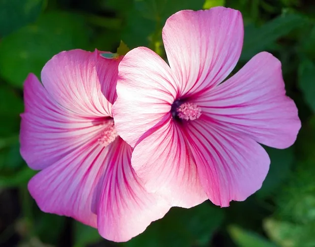 Hibiscus Plant : Best way to grow and care | ग़ुड़हल का पौधा कैसे लगाए