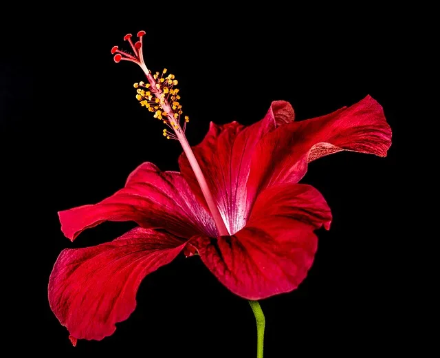 Red hibiscus plant | लाल गुड़हल का पौधा