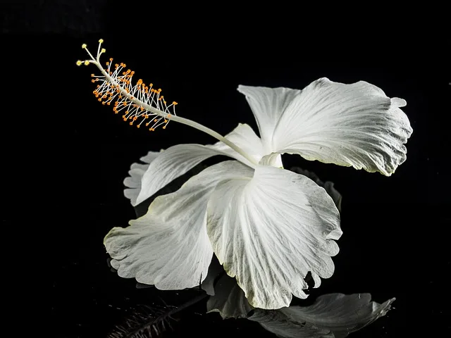 white hibiscus plant | सफ़ेद गुड़हल का पौधा