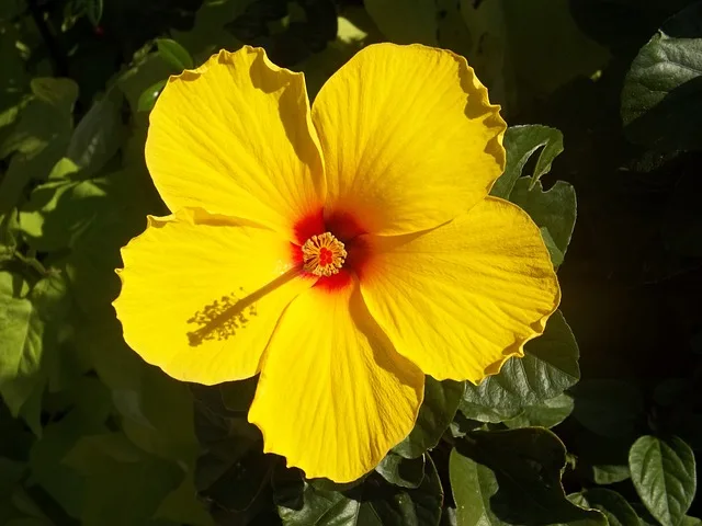 yellow hibiscus plant | पीला गुड़हल का पौधा