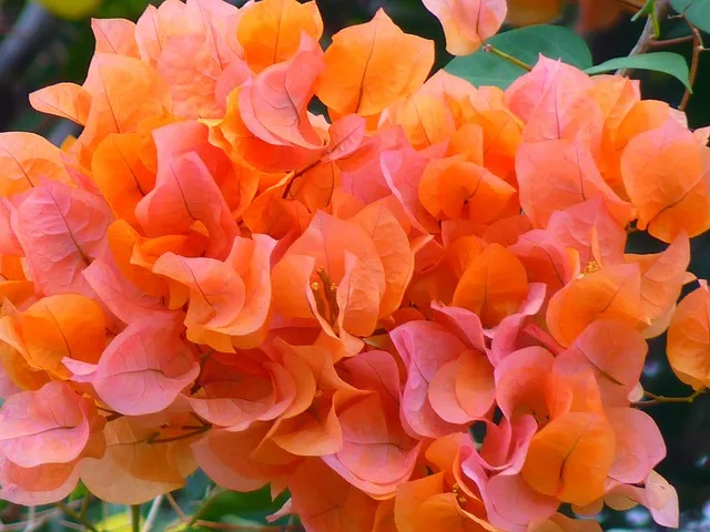 Bougainvillea Plant: Best ways to grow and care
