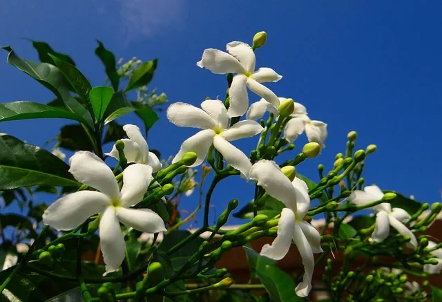 how to grow and care jasmine plant
