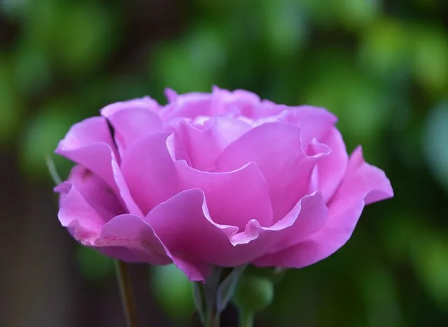 Purple rose plant