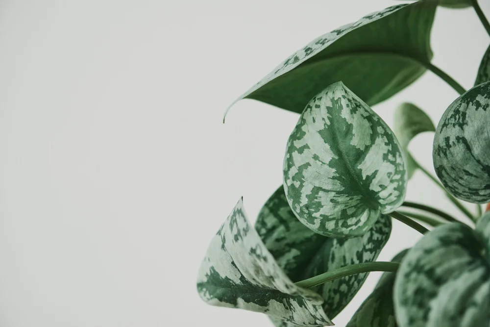 Money Plant : Best Ways to Grow & Care