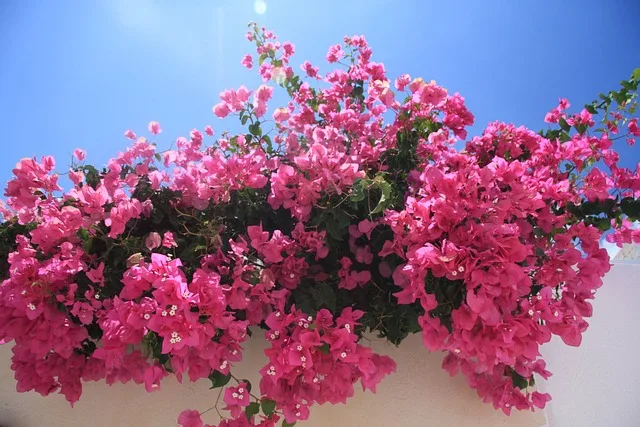 Bougainvillea Plant : How to grow and care