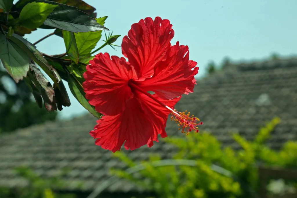 Hibiscus plant : how to grow and care