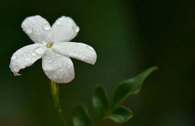 White Jasmine Plant |  सफ़ेद चमेली का फूल