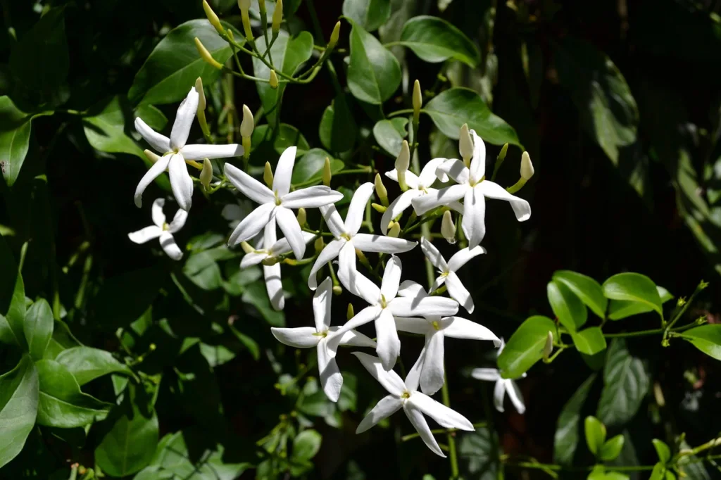 how to grow and care for jasmine plant