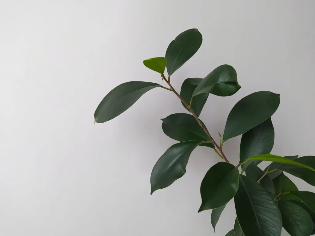 Rubber Plant: 2 Best way to Grow and Care