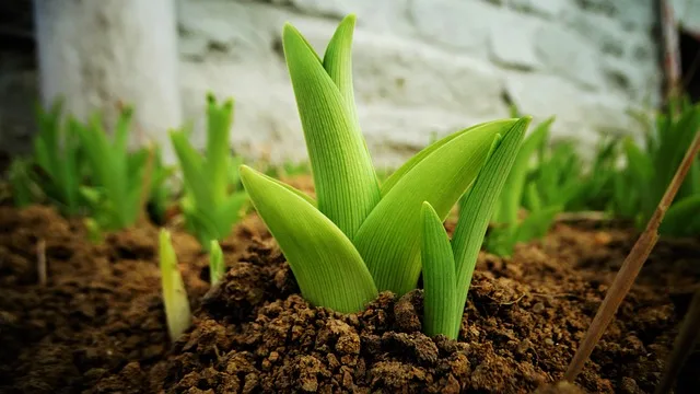 Garden Soil : 3 Best ways to prepare