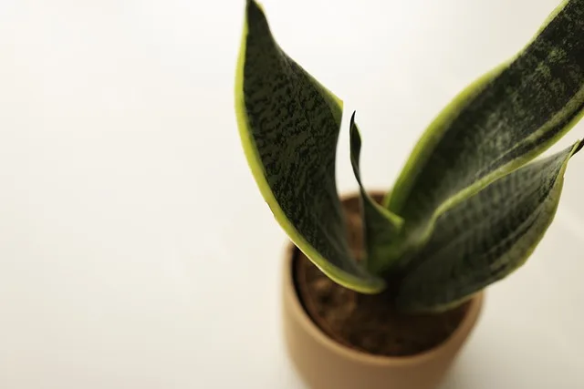 Snake Plant: Best ways to grow & care