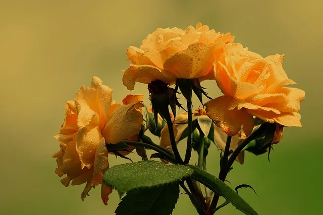 how to grow and care for rose plant