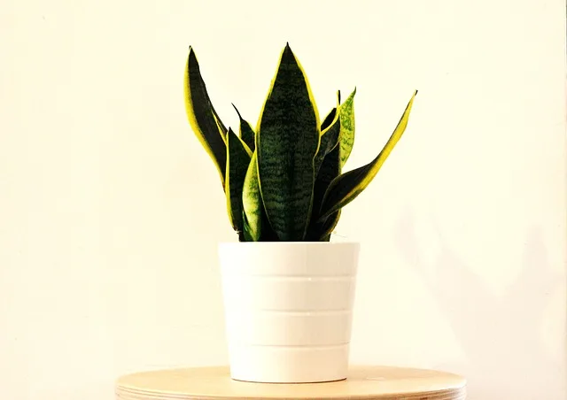 Snake Plant: Best ways to grow & care