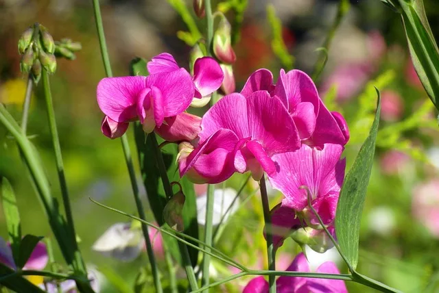 sweet peas is winter flowers plant