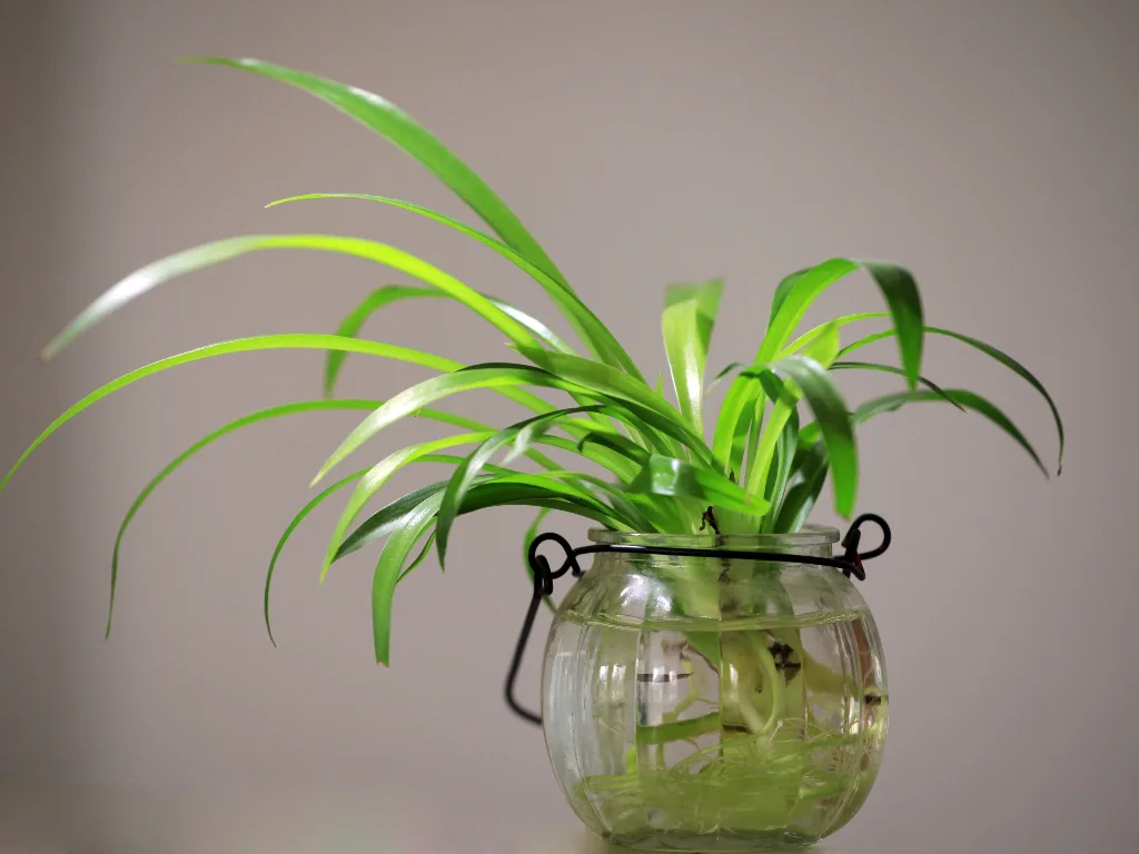 Spider Plant: 2 Best ways to grow and care
