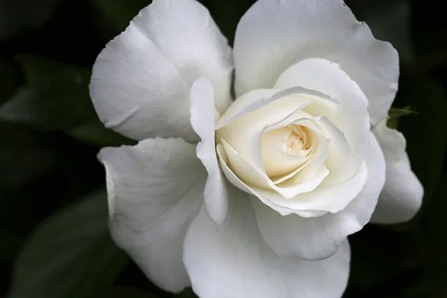 grow and care for white rose plant