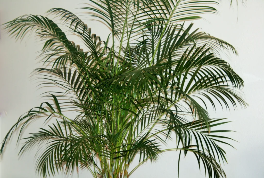 Palm Tree: 2 Best Ways to grow and care