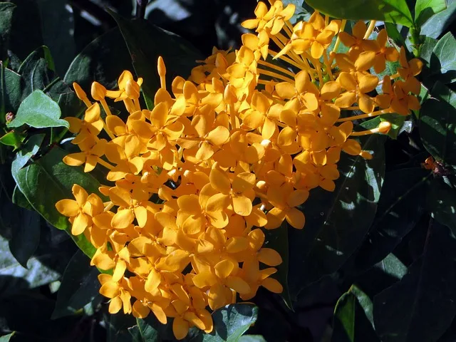 Yellow ixora plant