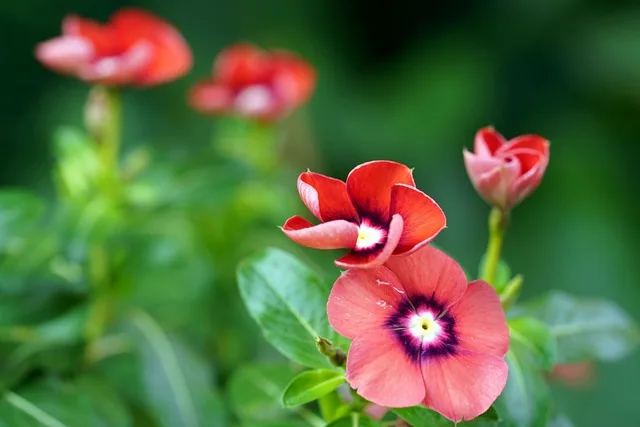 Vinca Plant: 2 Best Ways to Grow & Care | सदाबहार फूलो के पौधे को कैसे लगाए