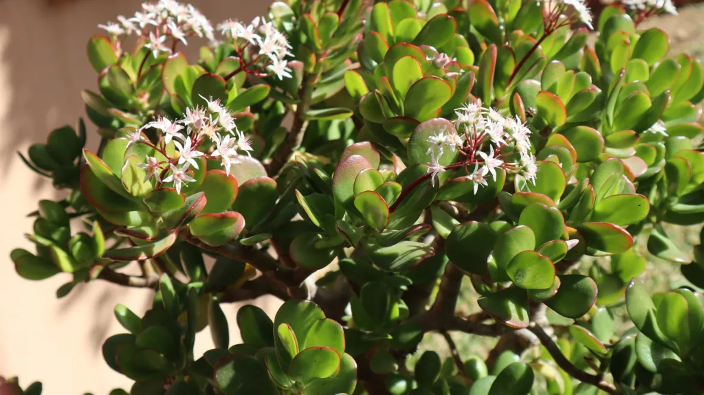 HOW TO GROW AND CARE JADE PLANT