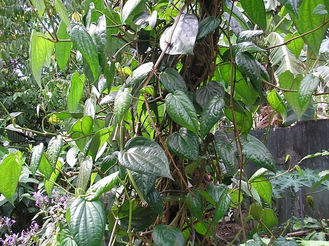 betel leaf plant