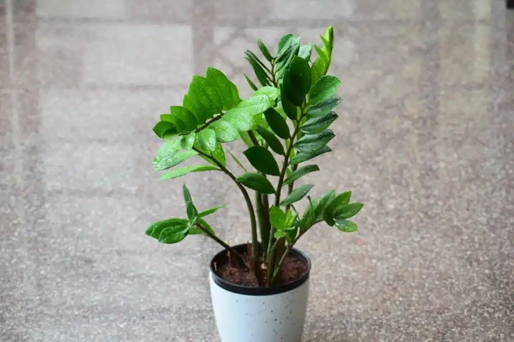 ZZ Plant, Zamioculcas zamiifolia