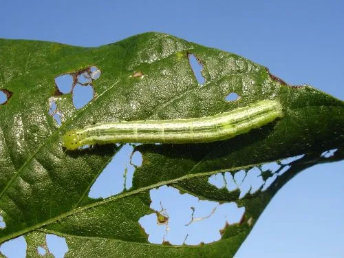 पौधों की पत्तियां खाने वाले कीटों, Insect Eating Plant Leaves