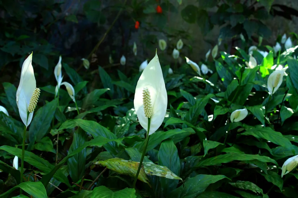 How to Grow, Care, and Fertilize Peace Lily