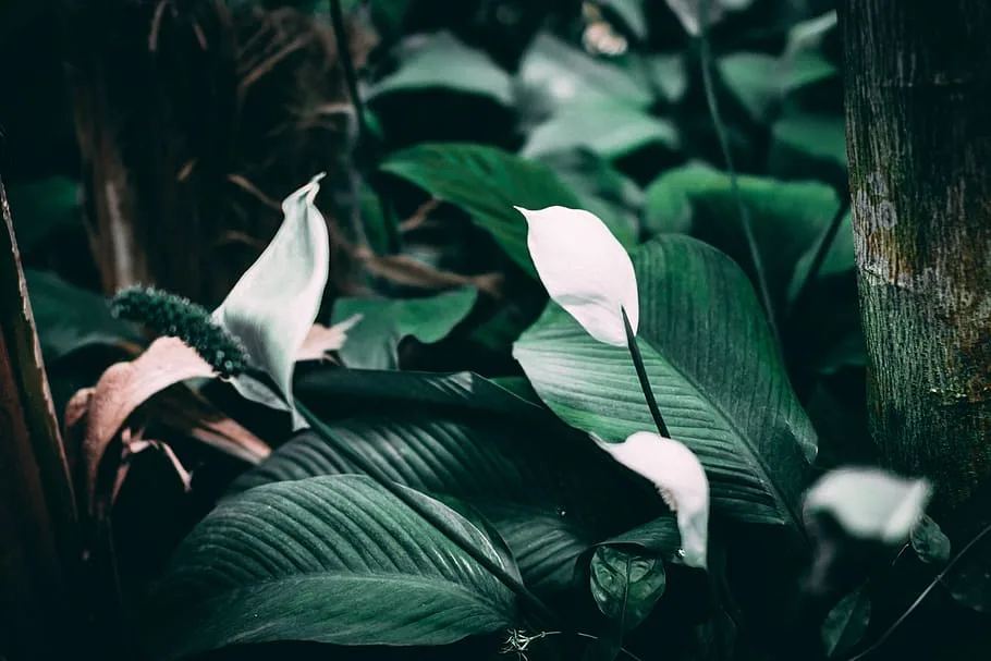 how to grow peace lily in hindi