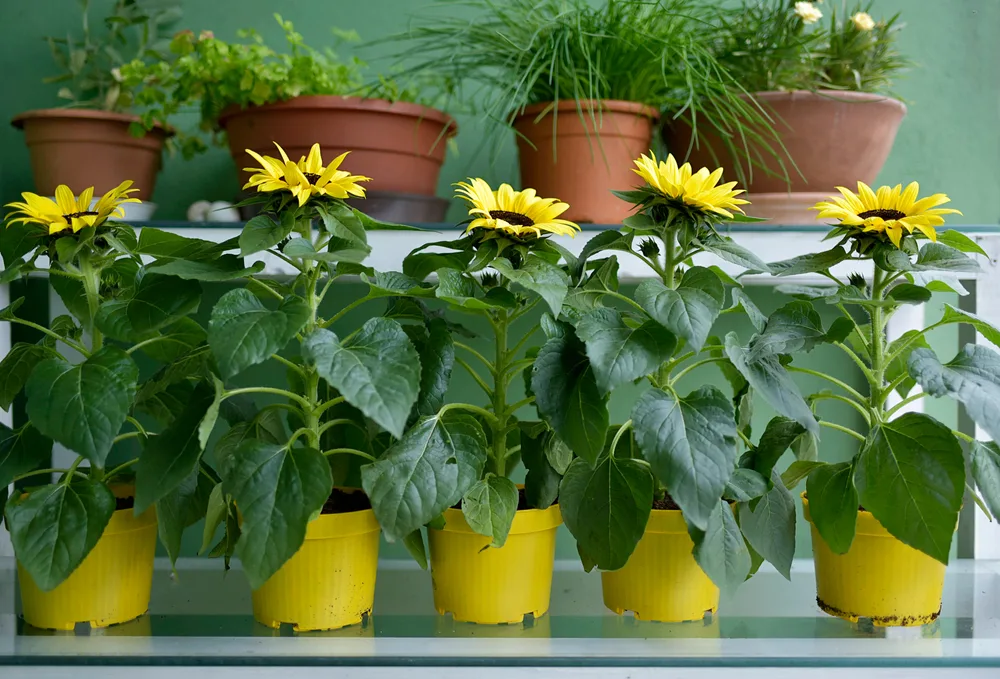 Sunflower Grow and care